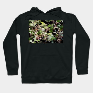 Blackberries Hoodie